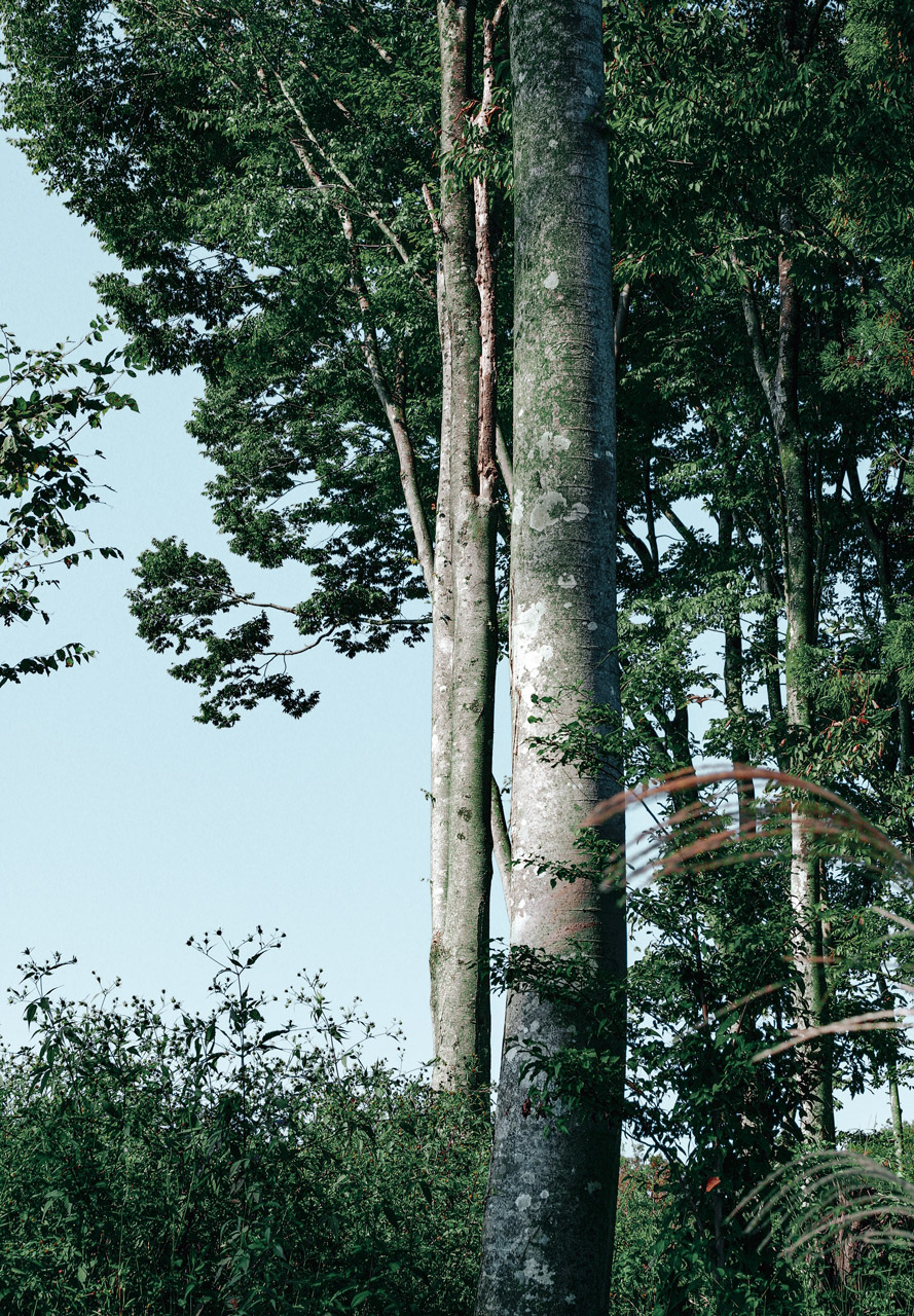 quon_tree1